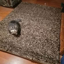 Photo of free Area Carpet - Driftwood (Near Mary Honeywell School) #1