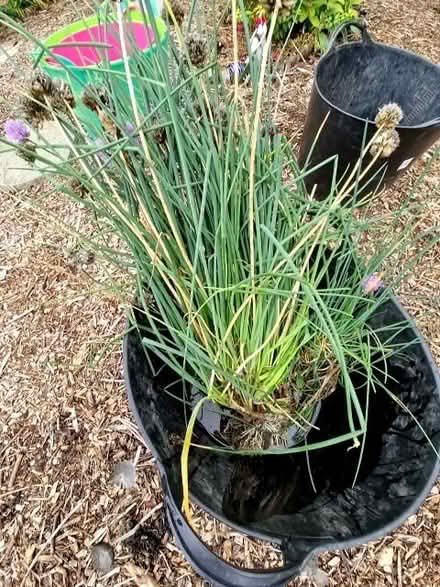 Photo of free Chives (Oldends Farm GL10) #1