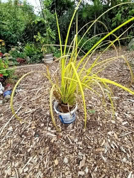 Photo of free Pond grass (Oldends Farm GL10) #1
