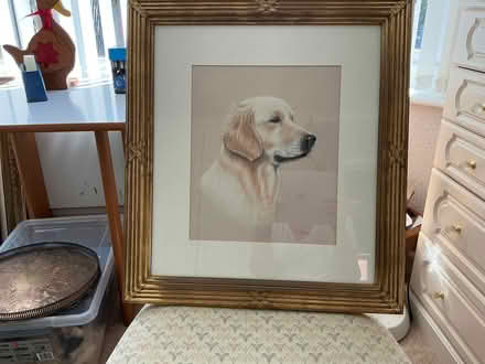 Photo of free Single Golden retriever print (Mudeford BH23) #1