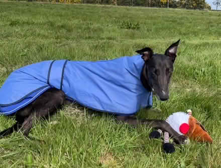 Photo of Old rug/carpet pieces (Sheringham NR26) #1