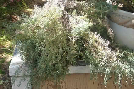 Photo of free Fresh cut Lavender (central San Rafael) #1