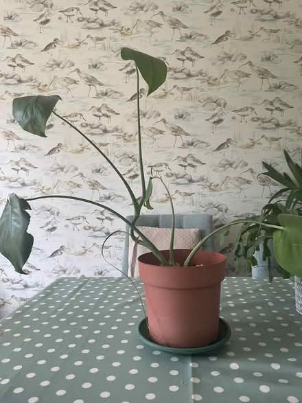 Photo of free House plants (Trinity BA11) #1