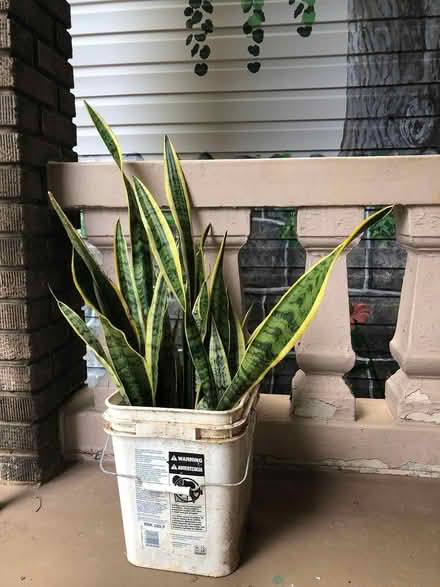 Photo of free Rooted Snake Plant (Capitol Hill) #1
