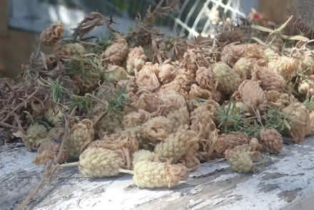 Photo of free Fresh cut Lavender (central San Rafael) #3
