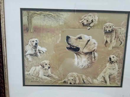 Photo of free Golden retrievers print (Mudeford BH23) #1