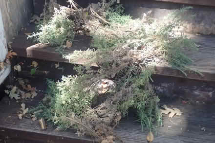Photo of free Fresh cut Lavender (central San Rafael) #2