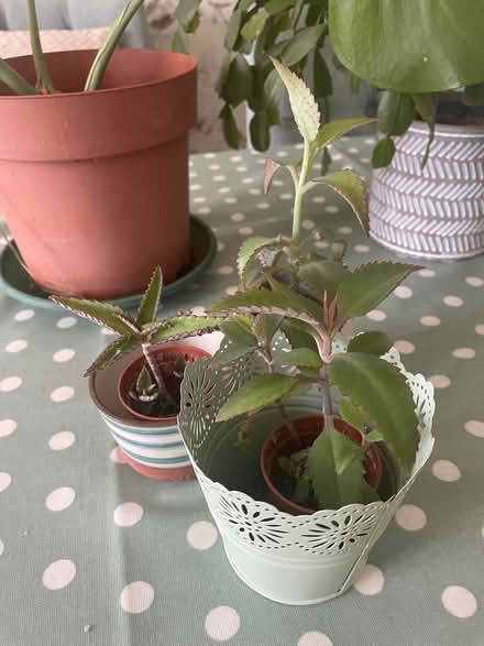 Photo of free House plants (Trinity BA11) #2