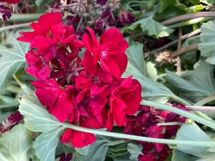 Photo of free Geranium Cuttings, red flower (Near De Anza College) #1
