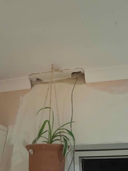 Photo of Coving 60cm (Horsham) #1