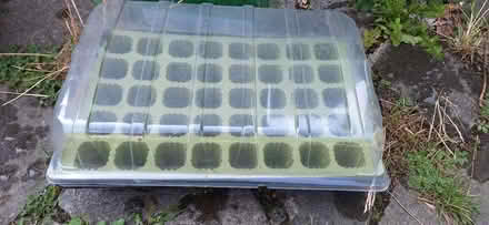 Photo of free Propagation trays (Lower Sydenham) #2
