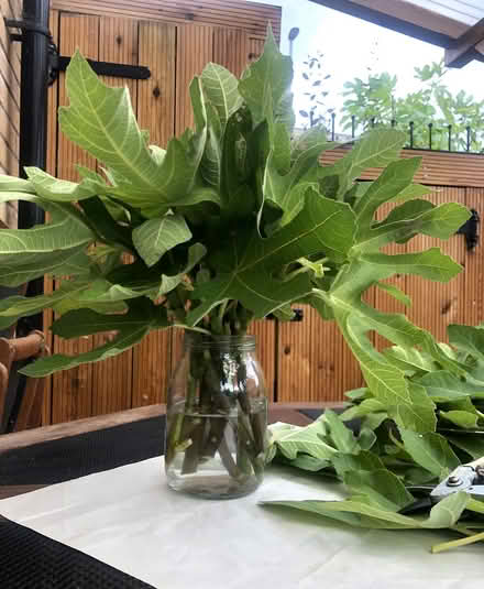 Photo of free Fig Tree Cuttings (Godmanchester) #1