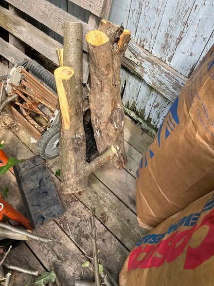 Photo of free firewood from apple tree (Old Ottawa South) #2