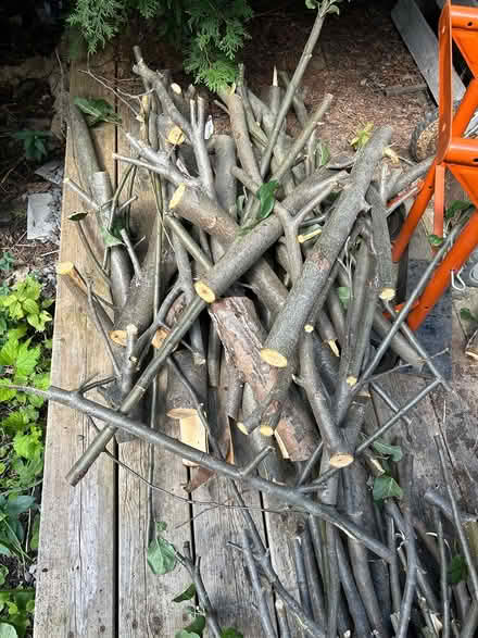 Photo of free firewood from apple tree (Old Ottawa South) #3