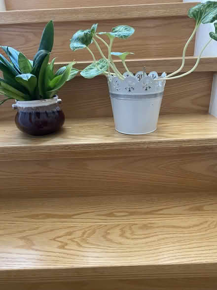 Photo of free Houseplants (East Waterloo) #1