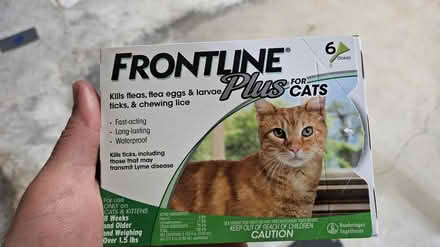 Photo of free Frontline for Cats (West Warwick, RI) #1