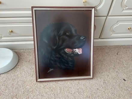 Photo of free Painting of Newfoundland dog (Mudeford BH23) #1