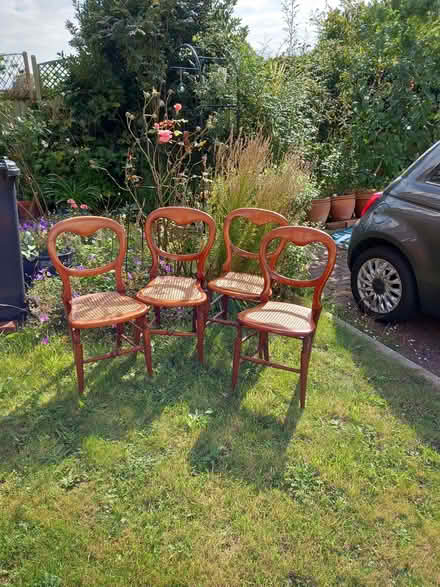 Photo of free 4 Balloon Back chairs (Emsworth PO10) #1