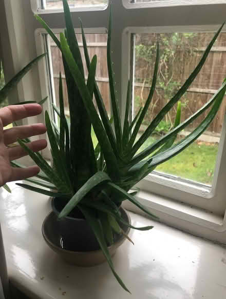 Photo of free Aloe Vera Plants (Whaley Thorns NG20) #4