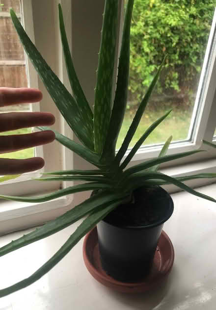Photo of free Aloe Vera Plants (Whaley Thorns NG20) #3