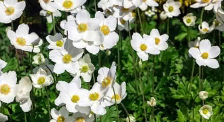 Photo of Anemone - shade tolerant perennial (Brock and Victoria - Whitby) #2