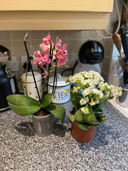 Photo of free Two plants (Willesden Green) #1