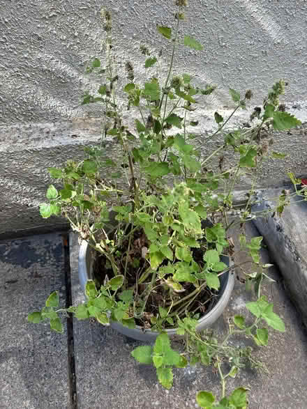 Photo of free Healthy Catnip in a planter (Leslieville) #1