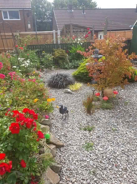 Photo of free Ground cover rose (Hollin Estate Middleton M24) #1