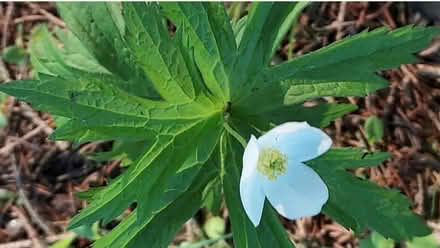 Photo of Anemone - shade tolerant perennial (Brock and Victoria - Whitby) #1