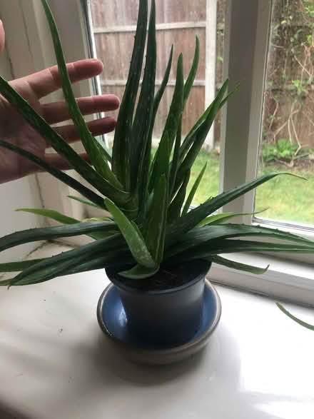Photo of free Aloe Vera Plants (Whaley Thorns NG20) #1