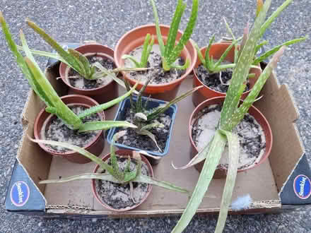 Photo of free Aloe Vera plants to give awa (Aspley, NG8) #1