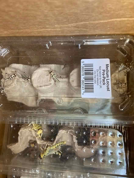 Photo of free Locusts for reptile (Anglel near Chapel Market N1) #2