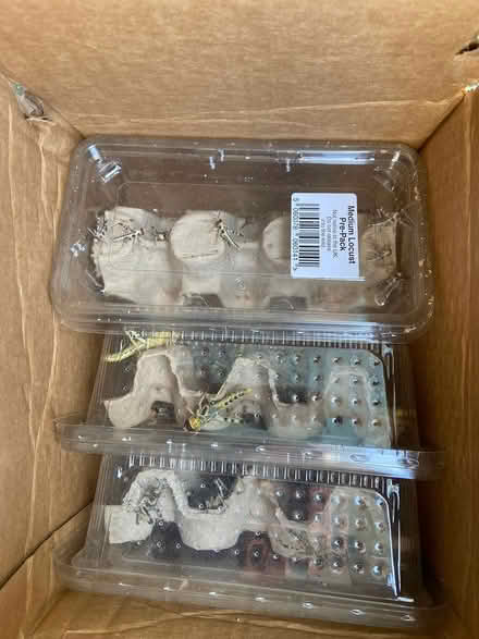 Photo of free Locusts for reptile (Anglel near Chapel Market N1) #1