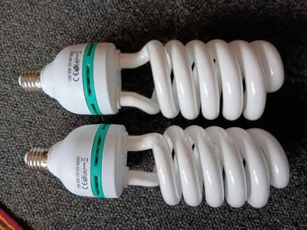 Photo of free 2 large bulbs (Common view) #1