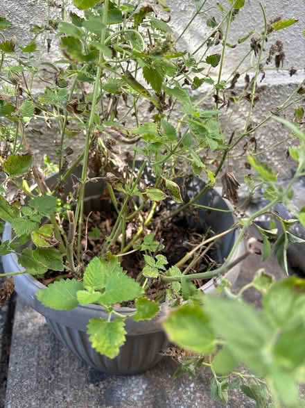 Photo of free Healthy Catnip in a planter (Leslieville) #2