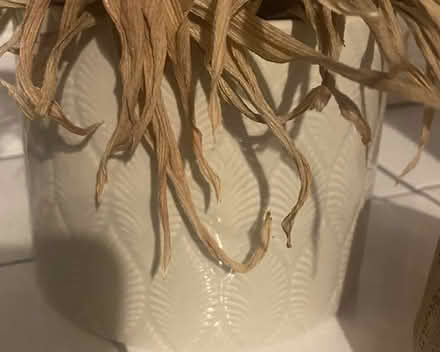 Photo of free Assorted plant pots (Kemptown BN2) #3