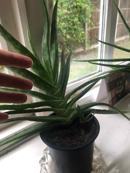 Photo of free Aloe Vera Plants (Whaley Thorns NG20) #2