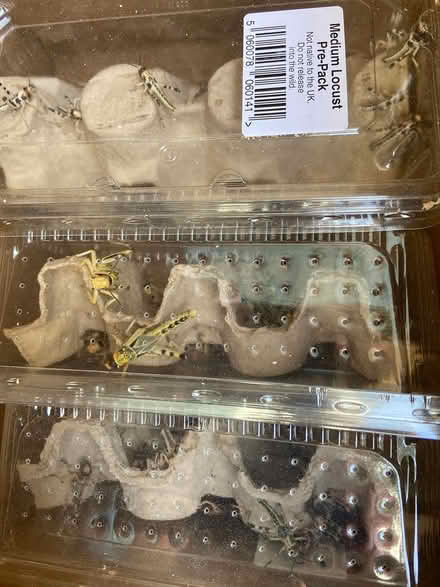 Photo of free Locusts for reptile (Anglel near Chapel Market N1) #3