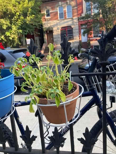 Photo of free Many plants (Bed Stuy (Brooklyn)) #3