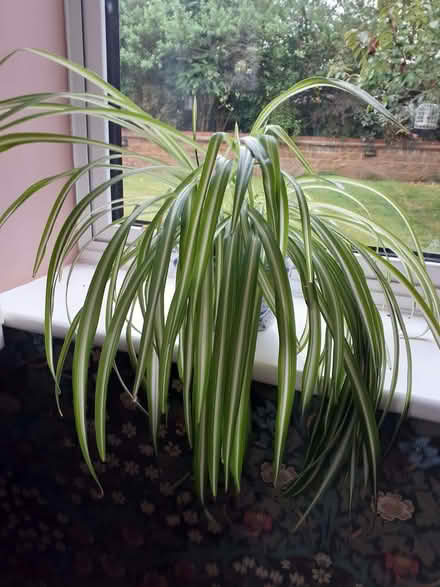 Photo of free Spider plant (Bloxham OX15) #1