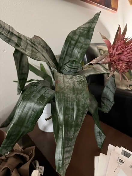 Photo of free Plants (Renton Hill) #3