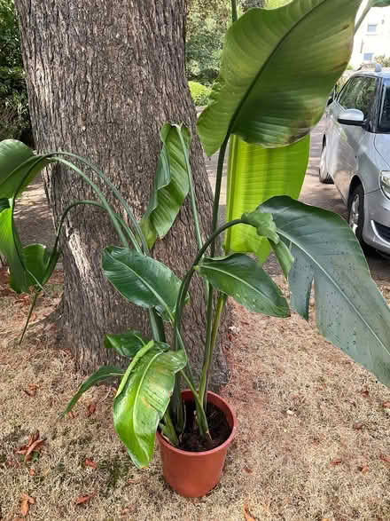 Photo of free Large houseplant (Beckenham BR3) #1