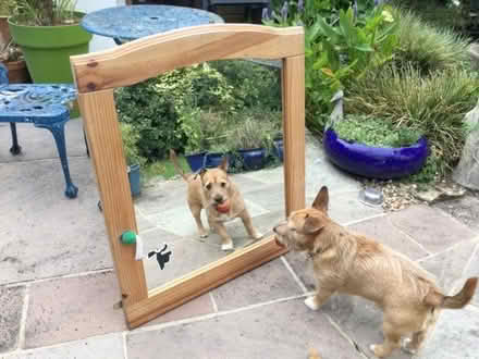 Photo of free Mirror (Sandown PO36) #1