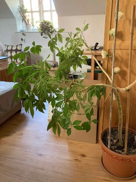 Photo of free Umbrella Tree (Schefflera) house plant (City Centre NR3) #1