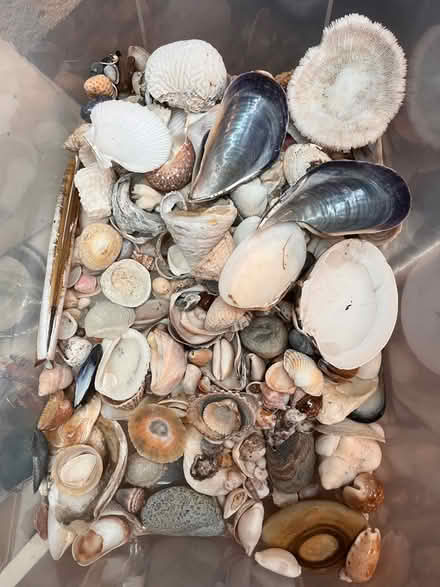 Photo of free Seashells (Lake City) #1