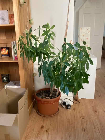 Photo of free Umbrella Tree (Schefflera) house plant (City Centre NR3) #2