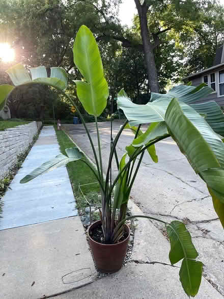 Photo of free Bird of Paradise plant (West Bde Maka Ska) #2