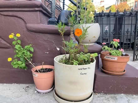 Photo of free Many plants (Bed Stuy (Brooklyn)) #2