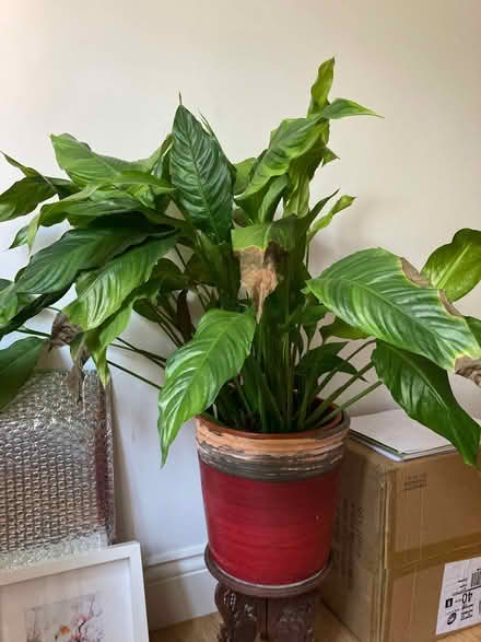 Photo of free Peace Lily in red pot (City Centre NR3) #2