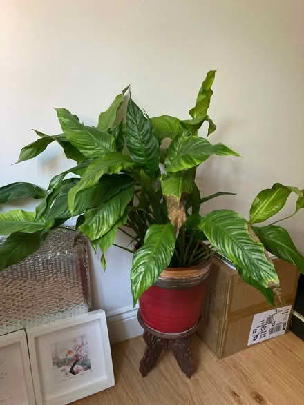 Photo of free Peace Lily in red pot (City Centre NR3) #1